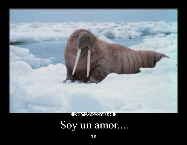 Soy un amor.... -