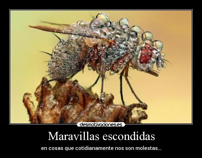Maravillas escondidas - en cosas que cotidianamente nos son molestas...