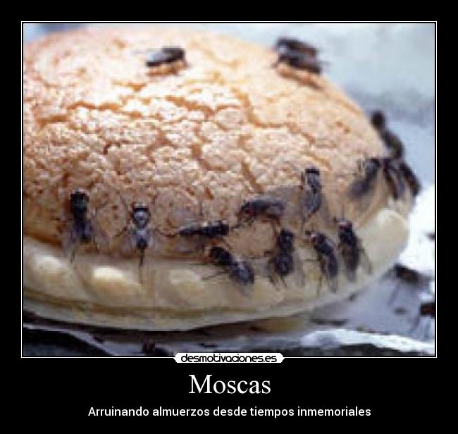 Moscas - Arruinando almuerzos desde tiempos inmemoriales