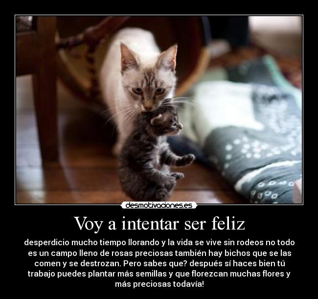Voy a intentar ser feliz - desperdicio mucho tiempo llorando y la vida se vive sin rodeos no todo
es un campo lleno de rosas preciosas también hay bichos que se las
comen y se destrozan. Pero sabes que? después sí haces bien tú
trabajo puedes plantar más semillas y que florezcan muchas flores y
más preciosas todavía!