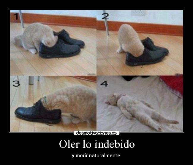 Oler lo indebido - 