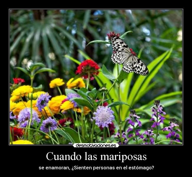 Cuando las mariposas -