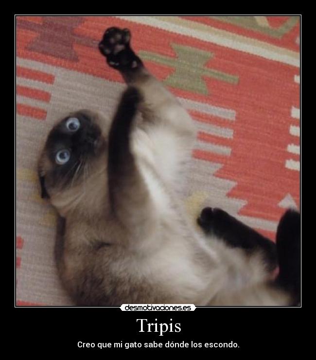 Tripis - Creo que mi gato sabe dónde los escondo.