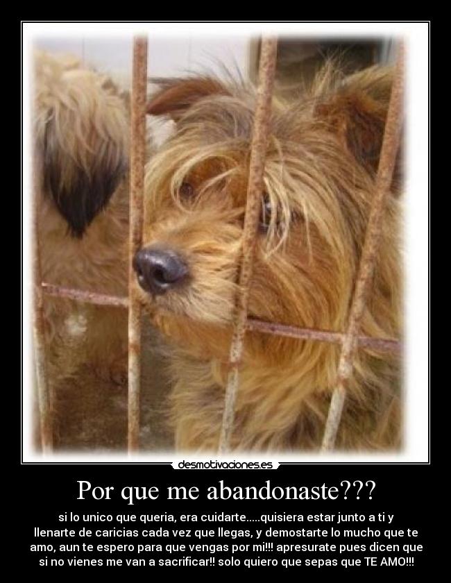 Por que me abandonaste??? - si lo unico que queria, era cuidarte.....quisiera estar junto a ti y
llenarte de caricias cada vez que llegas, y demostarte lo mucho que te
amo, aun te espero para que vengas por mi!!! apresurate pues dicen que
si no vienes me van a sacrificar!! solo quiero que sepas que TE AMO!!!