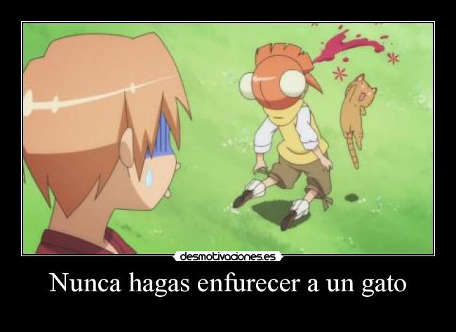 Nunca hagas enfurecer a un gato -