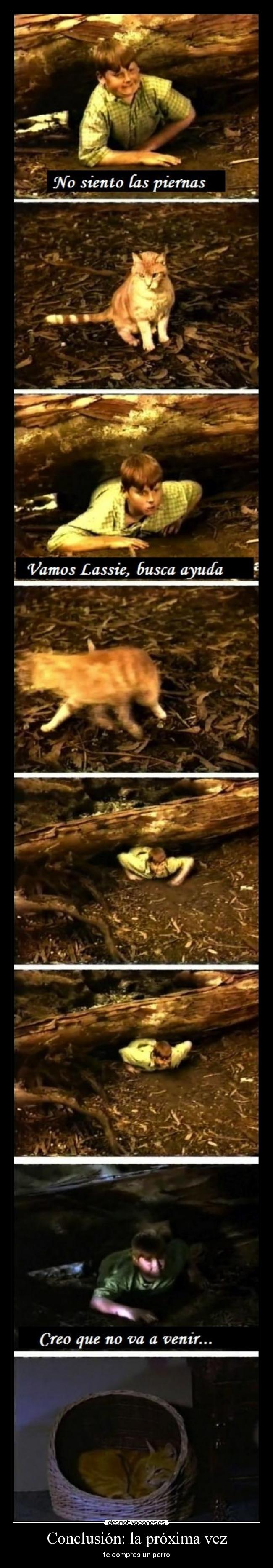 Conclusión: la próxima vez - te compras un perro