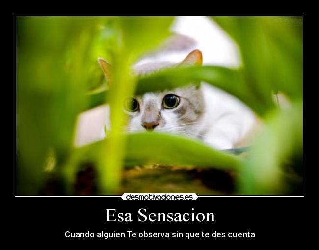 Esa Sensacion -