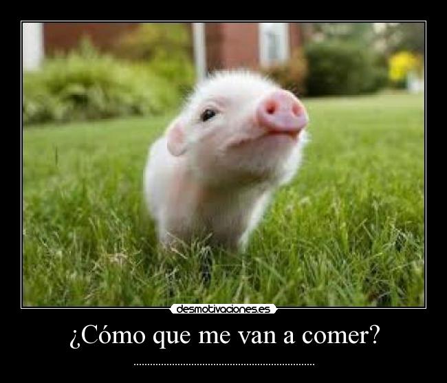 ¿Cómo que me van a comer? - ..................................................................