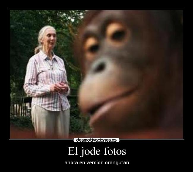 El jode fotos - ahora en versión orangután