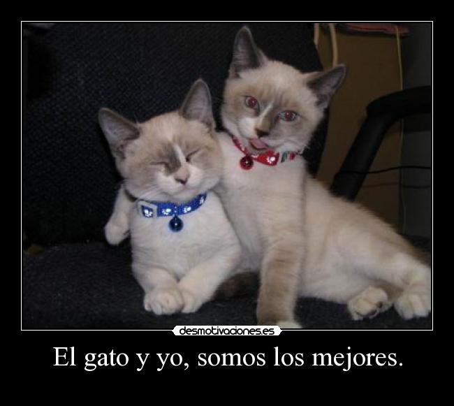 El gato y yo, somos los mejores. - 