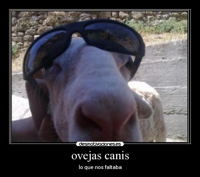 ovejas canis - 