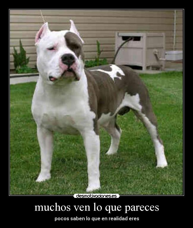 muchos ven lo que pareces - pocos saben lo que en realidad eres