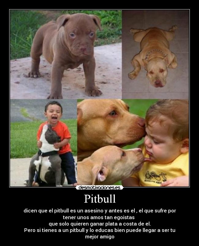 Pitbull - dicen que el pitbull es un asesino y antes es el , el que sufre por
tener unos amos tan egoistas
que solo quieren ganar plata a costa de el.
Pero si tienes a un pitbull y lo educas bien puede llegar a ser tu
mejor amigo
