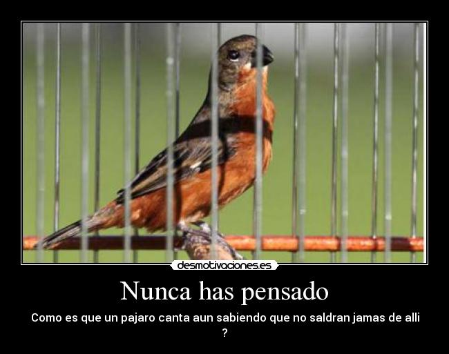 Nunca has pensado - Como es que un pajaro canta aun sabiendo que no saldran jamas de alli
?