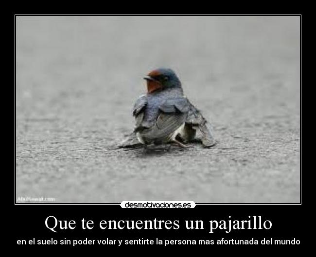 Que te encuentres un pajarillo - en el suelo sin poder volar y sentirte la persona mas afortunada del mundo