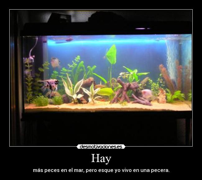 Hay - más peces en el mar, pero esque yo vivo en una pecera.