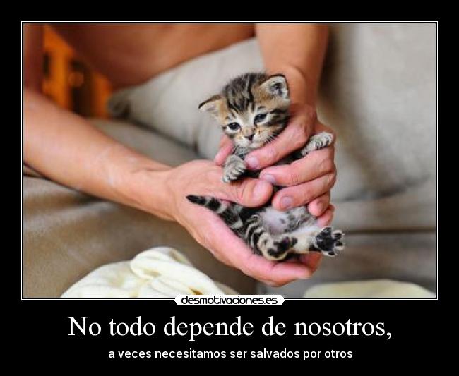 carteles gatosenano senor desmotivaciones