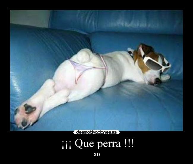 carteles que perra desmotivaciones
