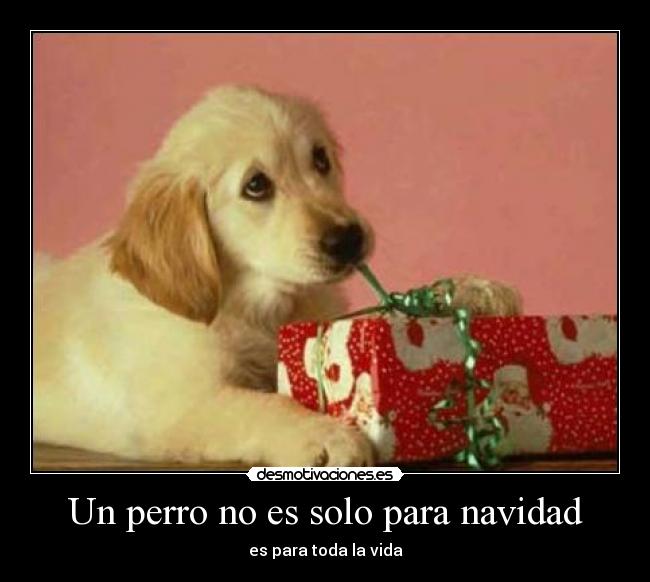 Un perro no es solo para navidad -