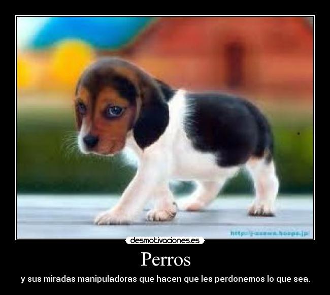 Perros - y sus miradas manipuladoras que hacen que les perdonemos lo que sea.