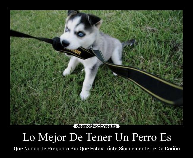 Lo Mejor De Tener Un Perro Es -