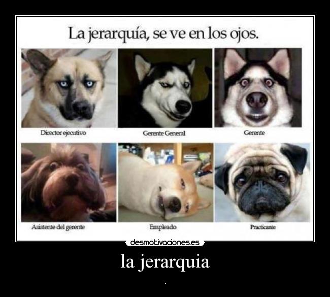 la jerarquia - .