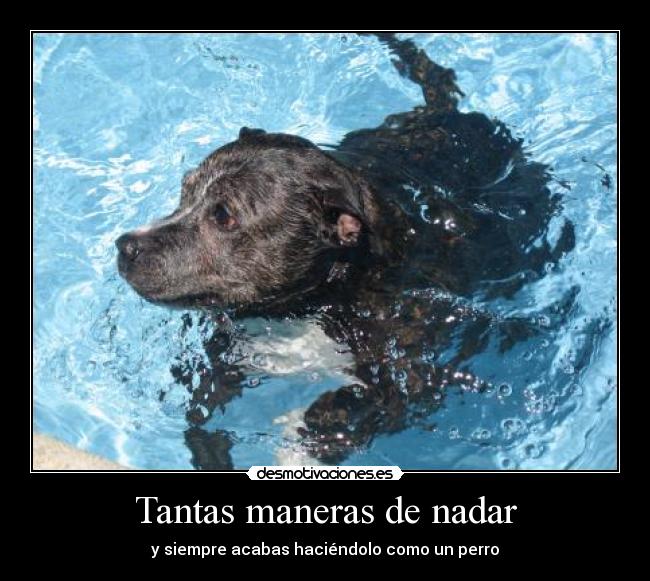 Tantas maneras de nadar - y siempre acabas haciéndolo como un perro