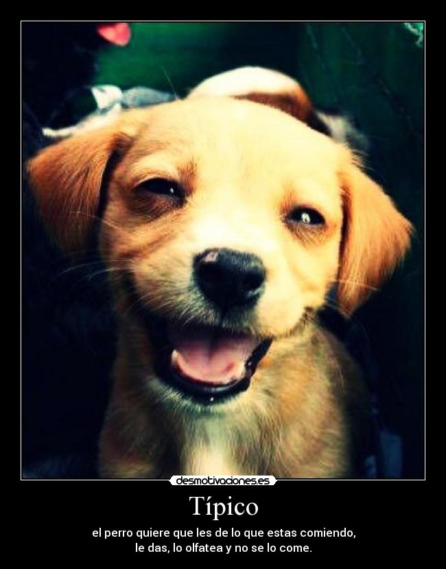 Típico - el perro quiere que les de lo que estas comiendo,
le das, lo olfatea y no se lo come.