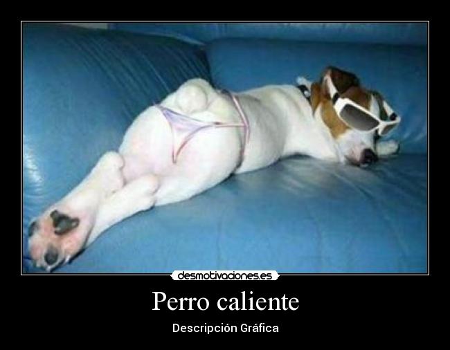 carteles perro caliente desmotivaciones