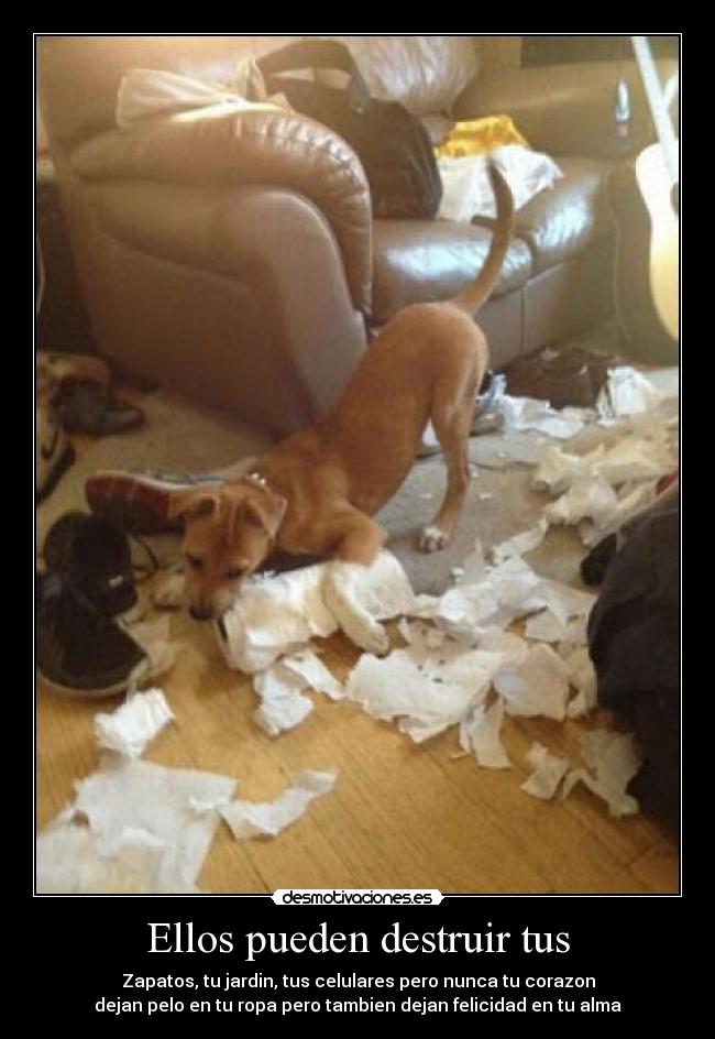 Ellos pueden destruir tus - Zapatos, tu jardin, tus celulares pero nunca tu corazon
dejan pelo en tu ropa pero tambien dejan felicidad en tu alma