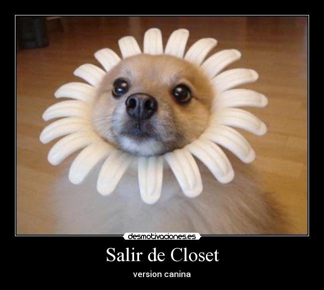 Salir de Closet - version canina