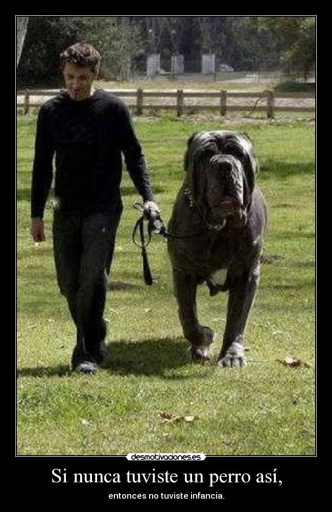 Si nunca tuviste un perro así, -