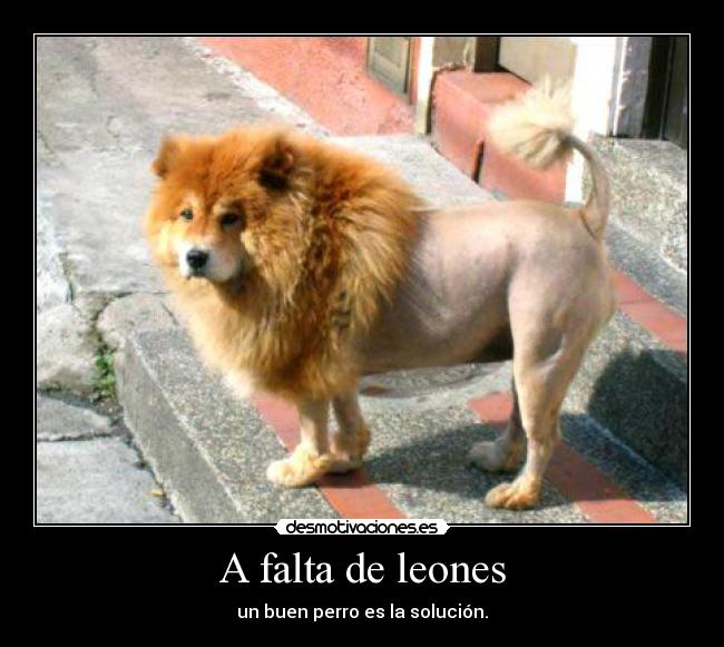 carteles desmotivaciones bonito perro alguien regala uno desmotivaciones