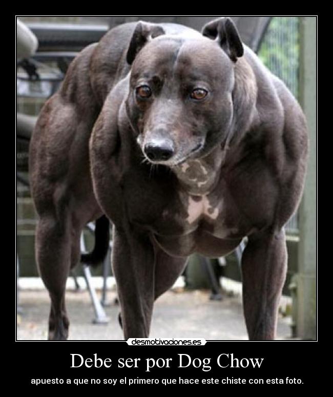 carteles dog chow chiste quemado desmotivaciones