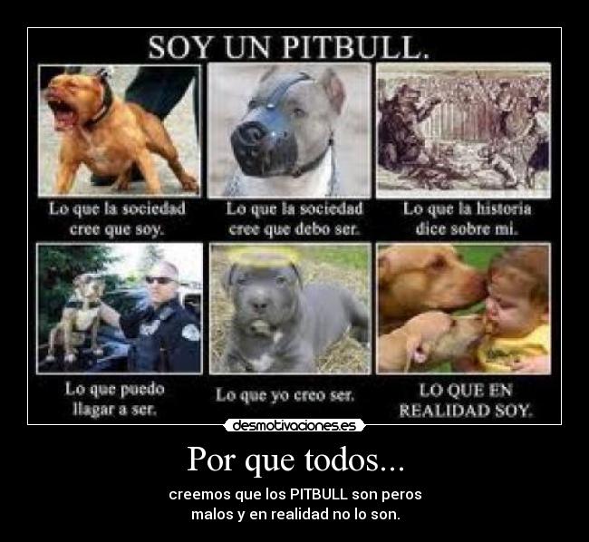 Por que todos... - creemos que los PITBULL son peros
malos y en realidad no lo son.