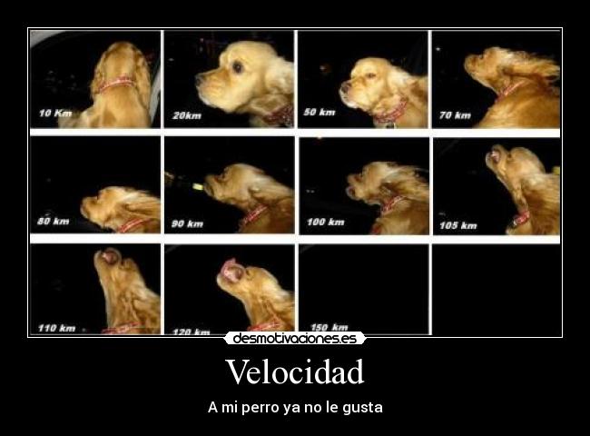 Velocidad - A mi perro ya no le gusta
