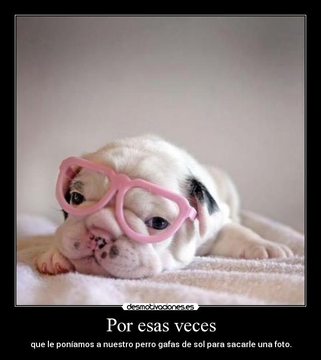 Por esas veces - que le poníamos a nuestro perro gafas de sol para sacarle una foto.