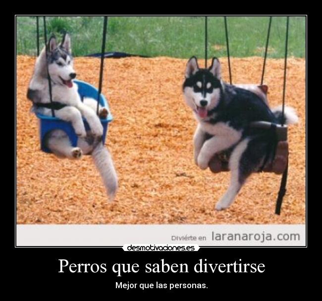 carteles perros siberian husky columpiuos que lindos miran aaaw jajaja abby desmotivaciones