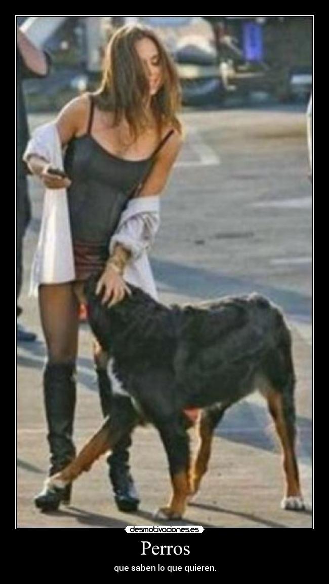 Perros - que saben lo que quieren.