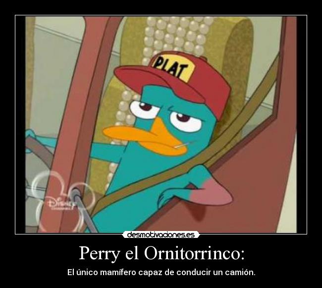 Perry el Ornitorrinco: - El único mamífero capaz de conducir un camión.