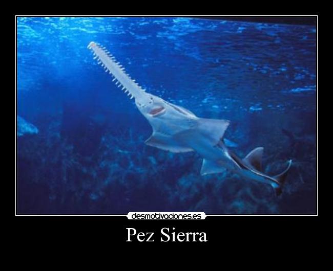 Pez Sierra - 