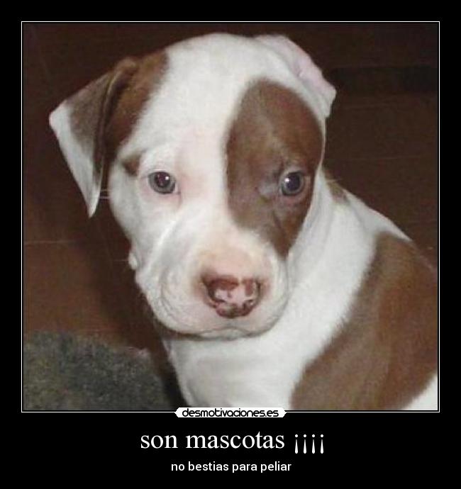 son mascotas ¡¡¡¡ - no bestias para peliar