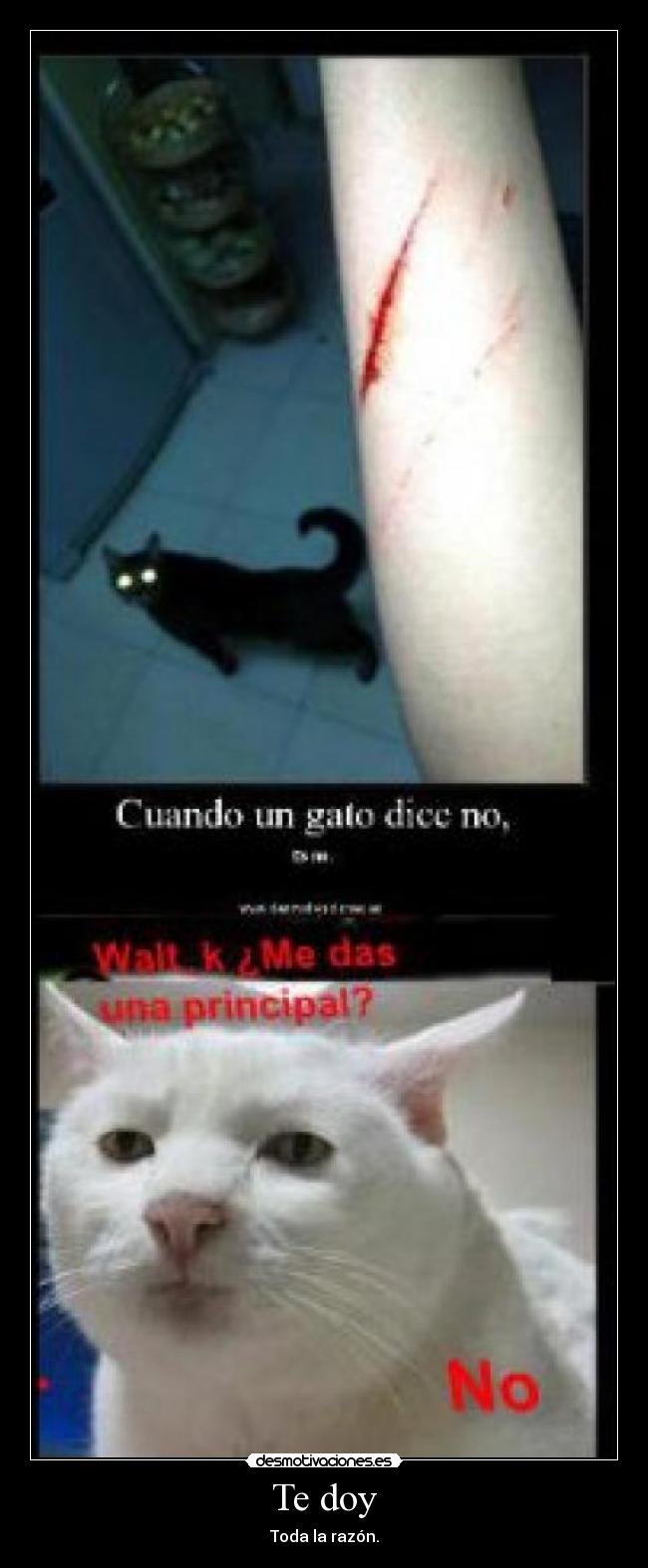 Te doy - Toda la razón.