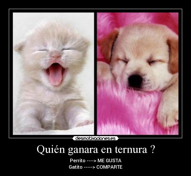 Quién ganara en ternura ? - Perrito ----> ME GUSTA
Gatito -----> COMPARTE