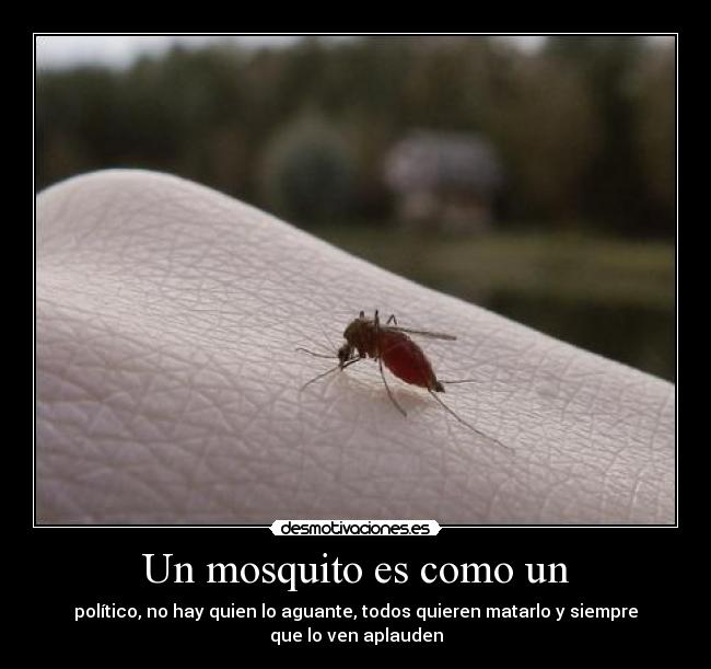 Un mosquito es como un - político, no hay quien lo aguante, todos quieren matarlo y siempre que lo ven aplauden