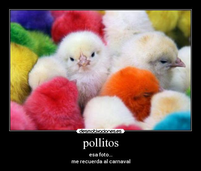 pollitos -