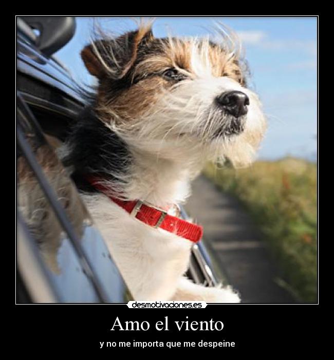 Amo el viento - 