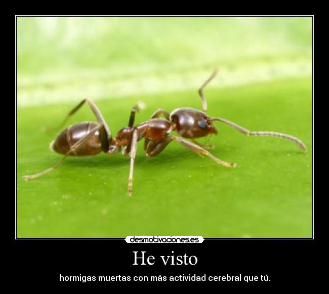 He visto - hormigas muertas con más actividad cerebral que tú.