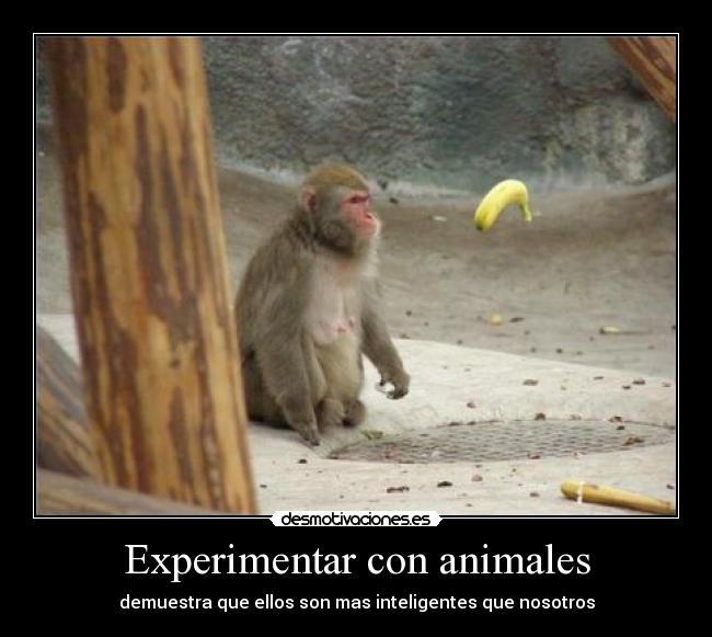 carteles animales eften mono sabe hacer wingardium leviosa desmotivaciones