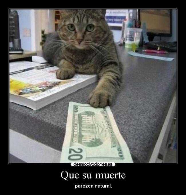 carteles muerte gato desmotivaciones